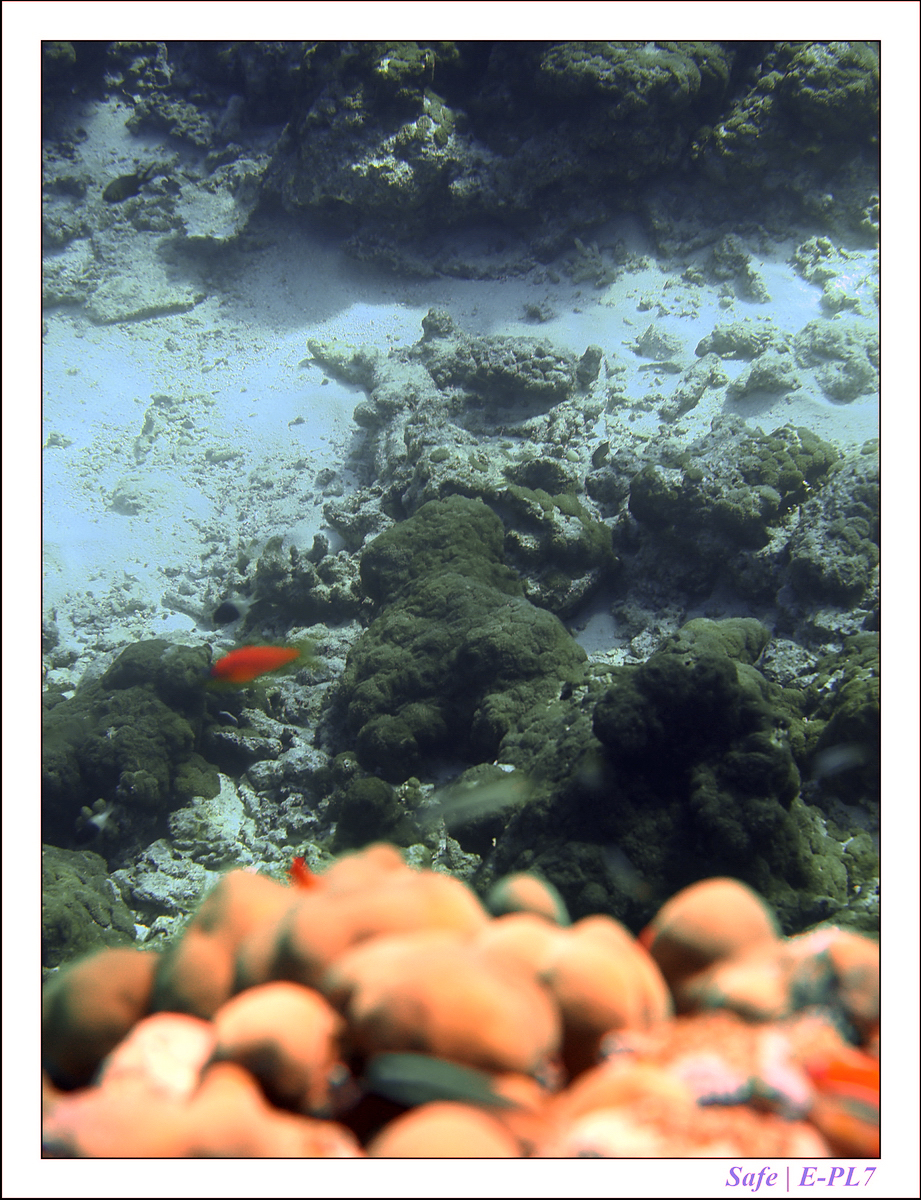 2019 - 07 - Snorkeling maldives - 23